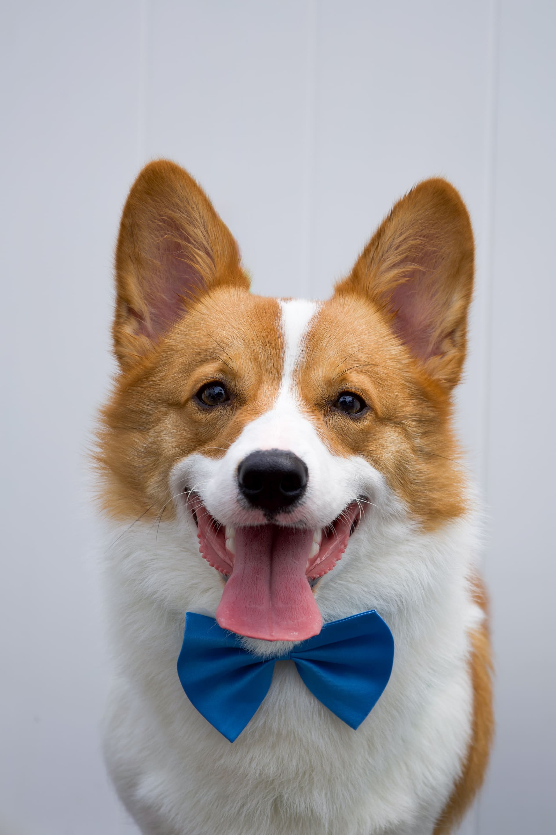 Corgi con moño azul, de frente y con la lengua afuera.